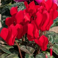 シクラメン,赤い花,ありがとう❤️,大寒波,ピンク❤︎ピンクの画像