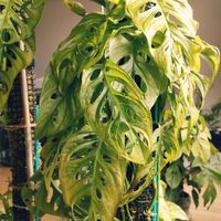 マドカズラ,マドカズラ,モスポール,モンステラ　エスケレート,観葉植物の画像
