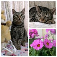 サクラソウ,ラナンキュラス,カル—ナ,ヤツデの 花,愛猫の画像