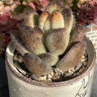 胡蝶の舞,カランコエ テディベア,多肉植物,バラと夢CLUB,木曜モフモフの画像