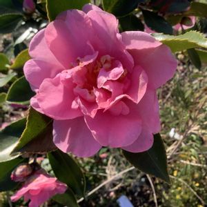 DIY,ガーデニング,手作り,庭の花,庭作りの画像