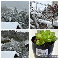 サザンカ,ハオルチア シンビフォルミス,シンビフォルミスバリエガタ,多肉植物,ハオルチア属の画像