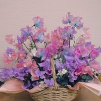 オリーブ,オリーブ,スイートピー,スイートピー,ストックの画像