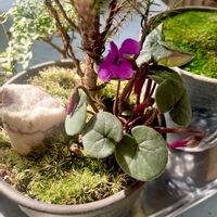 シクラメン,コニファー,ミニシクラメン,コニファー シルバースターの画像