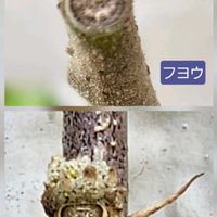 フヨウ,ムクゲ,アオイ科フヨウ属,平和を願う,冬芽・葉痕の画像