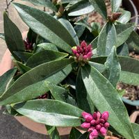 ジンチョウゲ,ハナカンザシ,ワスレナグサ,ビオラ,ハッサクの画像