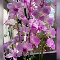 ウメ,サザンカ,レウィシア,夏みかん,胡蝶蘭の画像