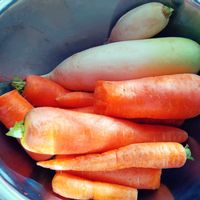 ジニア,ニンジン,メランポジューム,ダイコンの画像