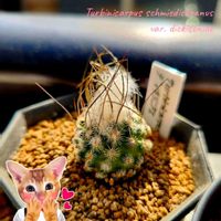 サボテン,高砂,白閃小町,多毛高砂,ディキソニアエの画像