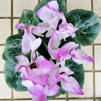 シクラメン,お出掛け先,可憐な花,ピンクワールドへ ようこそ,明日はきっと良い日になるの画像
