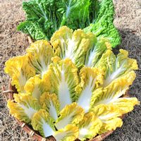 白菜,オレンジミニ白菜,オレンジミニ白菜,野菜作り,干し野菜の画像