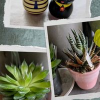 十二の巻,ハオルチア 桜水晶,庭の雪景色,猫のハンコ,雪景色の画像