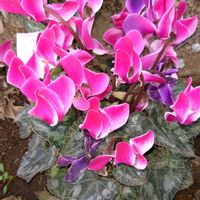 シクラメンの画像