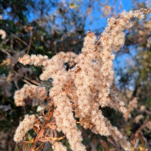 セイタカアワダチソウ,背高泡立草,雑草,山野草,野草の画像