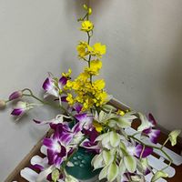 デンファレ,生け花,今日のお花,玄関の画像