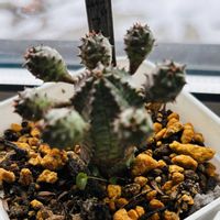 乙女心,虹の玉,七宝樹,コチレドン 熊童子,ユーフォルビア　オペサブロウの画像