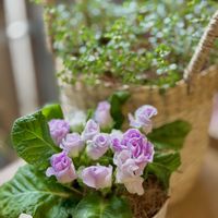 ピレア グラウカ,バラ咲きジュリアン・ブルーベリーのムース,プレミアム・ジュリアン,蘭、らん、ラン,洋ランの画像