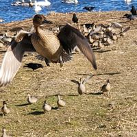 ハクモクレンの画像