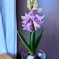 カリブラコア,サボテン,高砂,カリブラコア チャチャ,ガーデニング初心者の画像