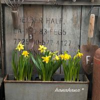 クロッカス,ｶﾞｰﾃﾞﾝｼｸﾗﾒﾝ,ミニ水仙  ティタティタ,可愛い,グリーンのある暮らしの画像