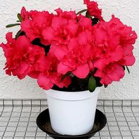 アザレア,西洋ツツジ,洋室の画像