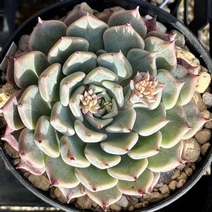 沙羅姫牡丹,多肉植物の画像