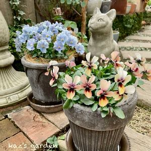 カレックス,カレックス,ビオラ,ビオラ,ユーカリ ポポラスの画像