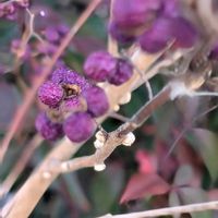 コムラサキ,コムラサキ,コムラサキ,コムラサキ,コムラサキの画像