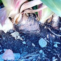 ジャーマンアイリス,ジャーマンアイリス,ジャーマンアイリス,ヒャクニチソウ,ランタナの画像