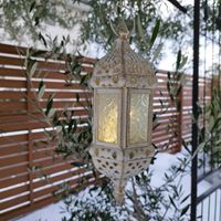 オリーブ,オリーブ,ネオポルテリア,ネオポルテリア,ネオポルテリアの画像