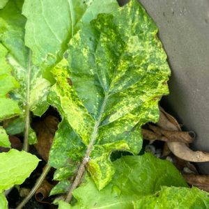 オニタビラコ,雑草,山野草,斑入り。,2のつく日は斑入りの日の画像