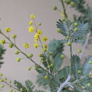 ミモザ,ミモザ,ミモザアカシア,観葉植物,植え替えの画像