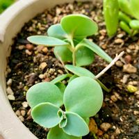 ミセバヤ,ミセバヤ,可愛い,花のある暮らし,緑のある暮らしの画像