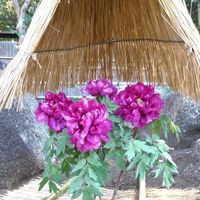 ボタン,牡丹,冬ぼたん,正月ぼたんの画像