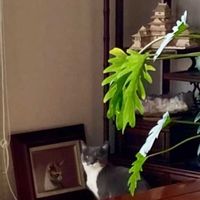 セローム,にゃんにゃん祭りの画像