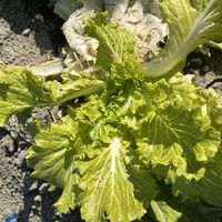 白菜,新あずま山東の画像