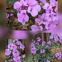 イチゴ,イベリス,オキナグサ,サザンカ,ユーカリの画像