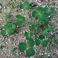 ストロベリーキャンドルの画像