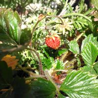 ワイルドストロベリー,キンセンカ　コーヒークリーム,颯（はやて）,猫と緑のある暮らし,22日にゃんにゃん祭りの画像