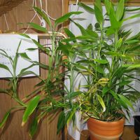 ミリオンバンブー,ドラセナ・サンデリアーナ,富貴竹,観葉植物,癒しの画像