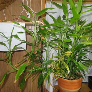 ミリオンバンブー,ドラセナ・サンデリアーナ,富貴竹,観葉植物,癒しの画像