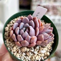 エケベリア,白雪姫,アフィニス,ルル,藤紫の画像