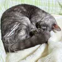 クランベリー,セロリ,ブロッコリー,ハクサイ,ダイコンの画像