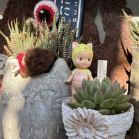 七宝樹,素敵便,❤️いいね、ありがとう,繋がりに感謝✨,GSミニモニ。の画像