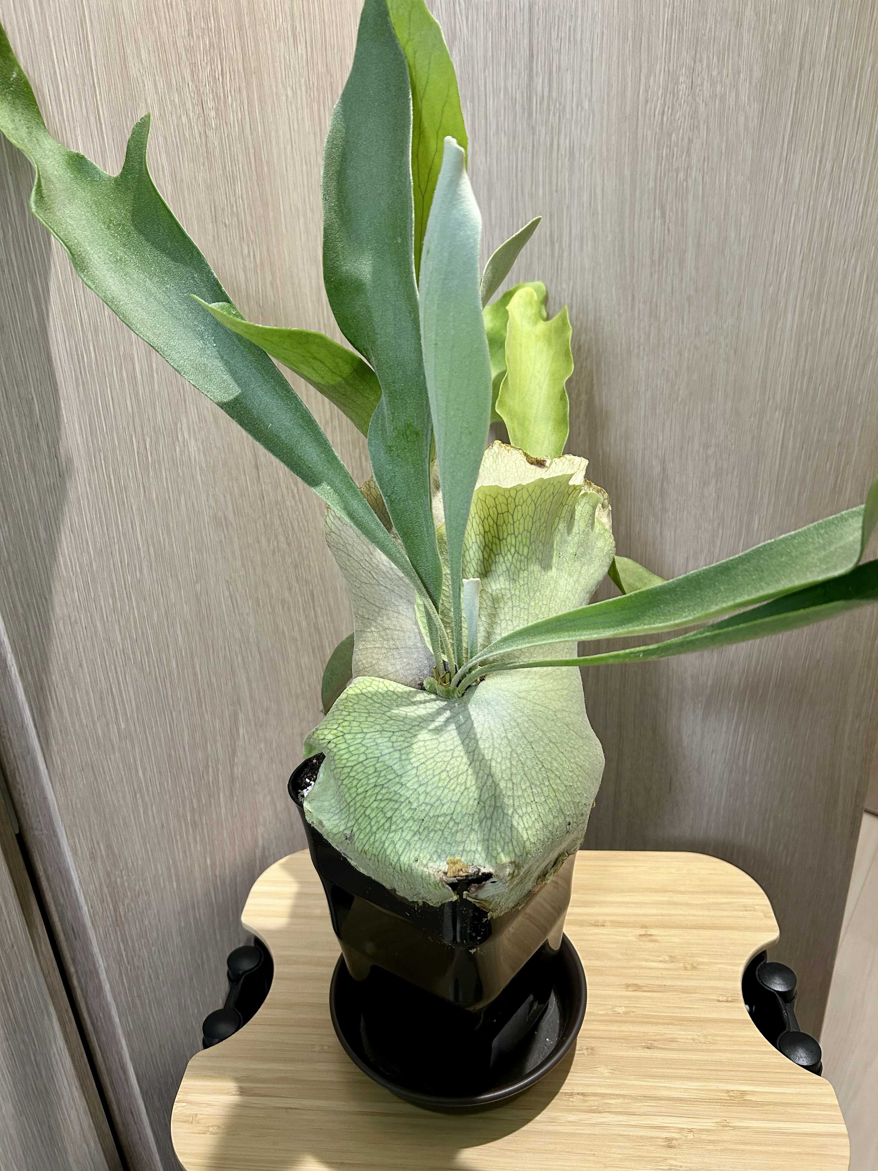 ビカクシダの森