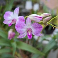 デンファレ,デンファレ,デンファレ,デンファレ,京都府立植物園の画像