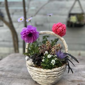 アネモネ・ポルト,コクリュウ,フチンシア アイスキューブ,西洋オキナグサ,ロニセラ マカロンの画像