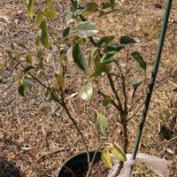 バラ,花のある暮らし,植物のある暮らし,剪定,みどりのある暮らしの画像