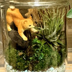 タマゴケ,レインボーファン,エアプランツ,苔テラリウム,植物大好きの画像