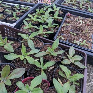 オステオスペルマム,虹色スミレ,リビングストンデージー,シラネリア,種まきの画像